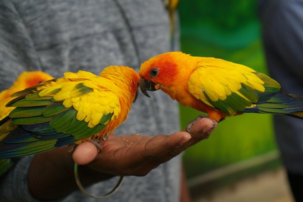 Comment les serpents utilisent-ils leurs organes sensoriels pour détecter les proies dans l'obscurité?
