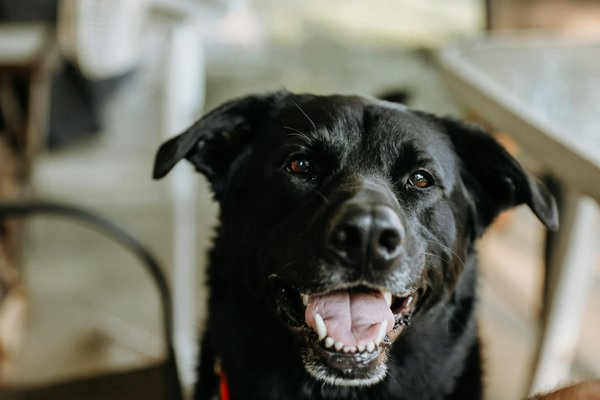 Boutique en ligne de produits pour chien : tendances et économies