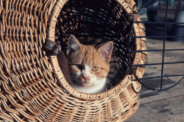 Comment faire en sorte que votre chat se sente en sécurité lors des déplacements ?