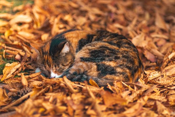Comment le changement de saison affecte-t-il le comportement de votre chat ?