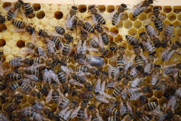 Comment les insectes sociaux, comme les abeilles, répartissent-ils les tâches au sein de leur colonie?