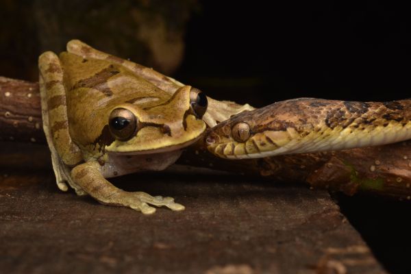 Comment les serpents utilisent-ils leurs organes sensoriels pour détecter les proies dans l'obscurité?