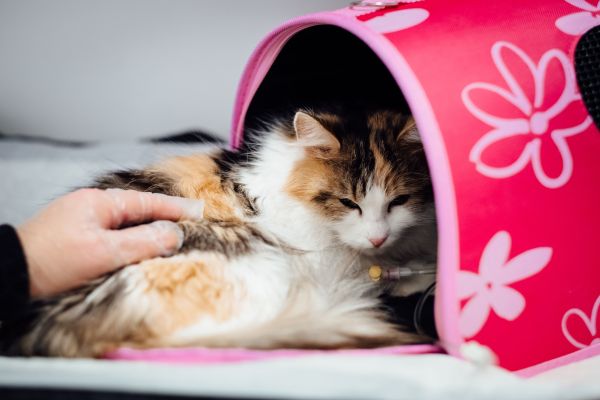 Comment reconnaître les signes d'un chat qui souffre ou qui est malade ?