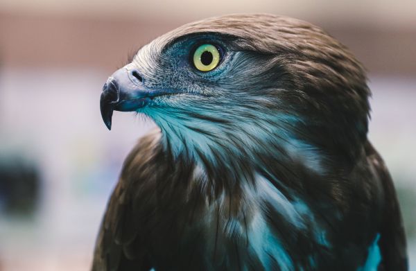 Pourquoi les oiseaux de proie ont-ils une vision si perçante pour repérer leurs proies?