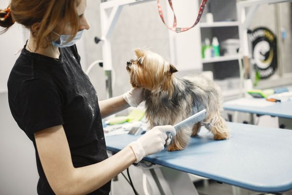 Quelles sont les meilleures pratiques pour habituer mon chien à être toiletté sans le stresser ?
