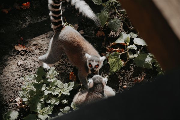 Quelles sont les meilleures stratégies pour réintroduire des espèces de mammifères menacées dans leur habitat naturel ?