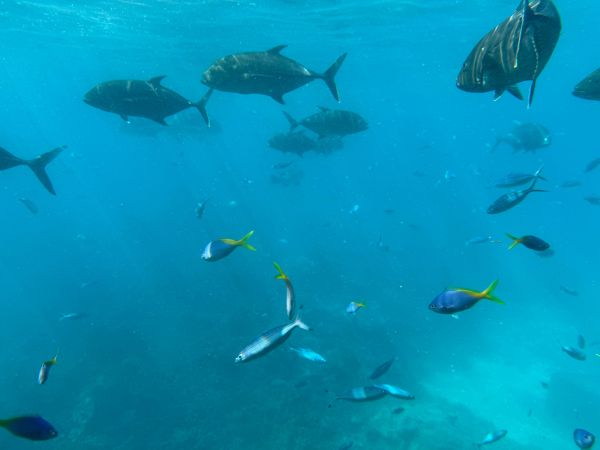 Quels sont les bénéfices d'une approche interdisciplinaire dans la recherche sur la conservation des espèces marines ?