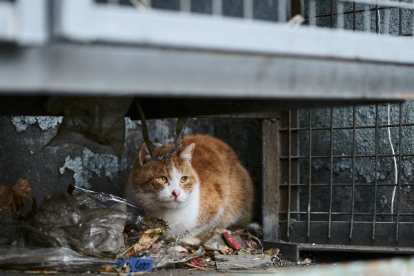 Quels sont les impacts psychologiques de l'abandon des animaux sur leur comportement et leur réhabilitation ?