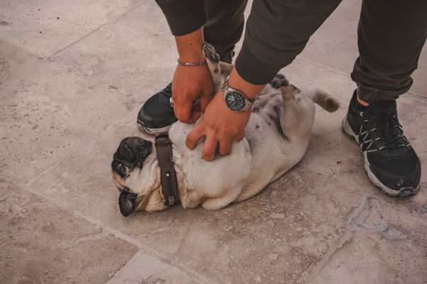 Quels sont les signes d'un mal de ventre chez mon chien et comment le soulager rapidement ?